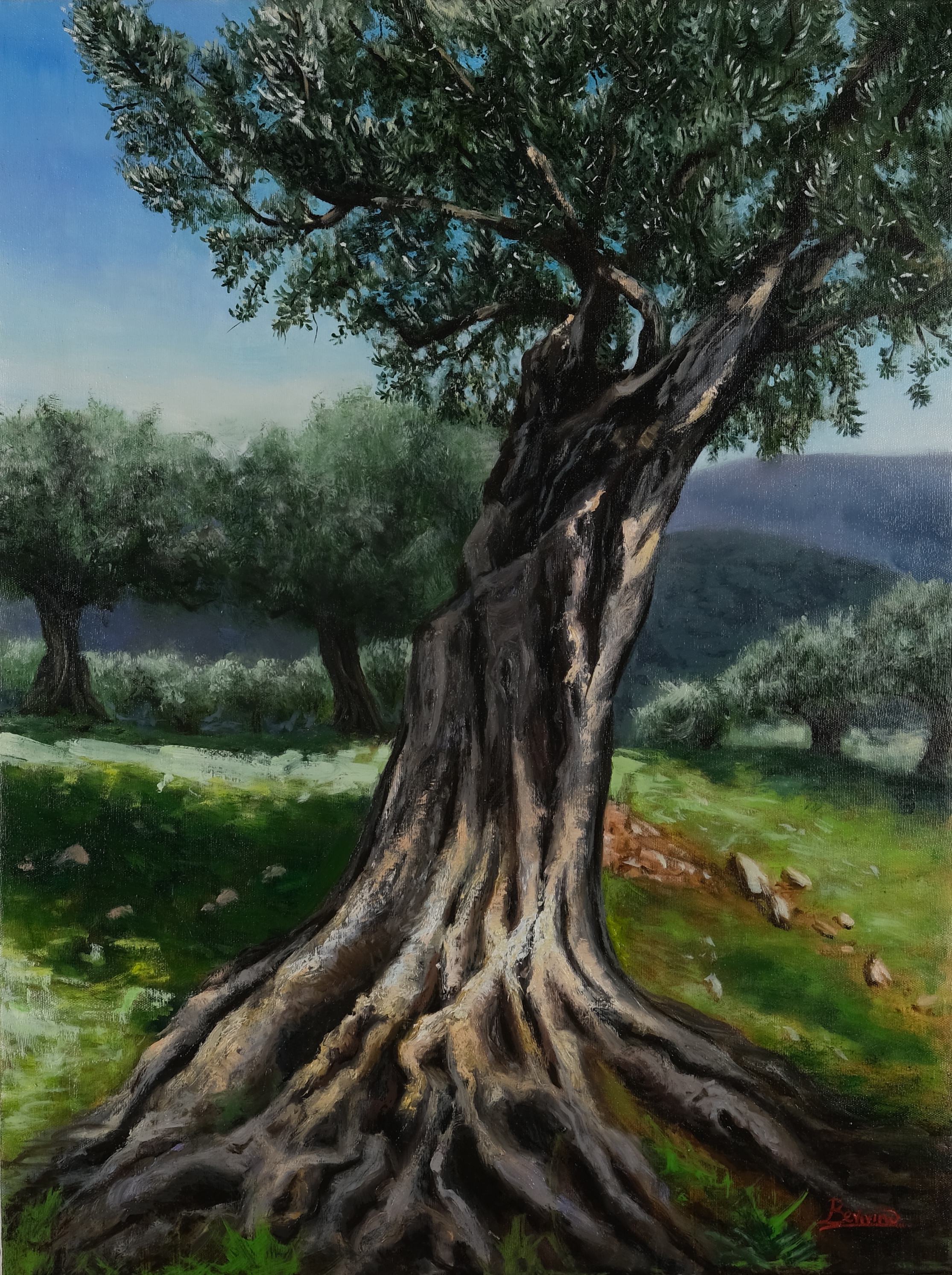 Oil painting of an olive tree titled Radici (Roots) by Maria Luisa Bevivino, 2023